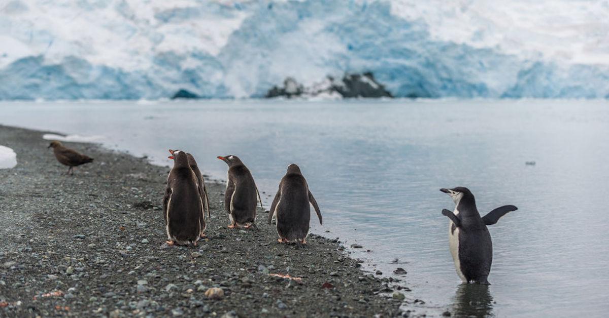 penguin species