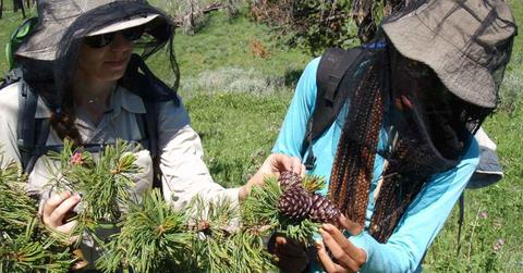 Field technicians examine mature cones of a whitebark pine tree (Cover Image Source: NPS Photo/Erin Shanahan)