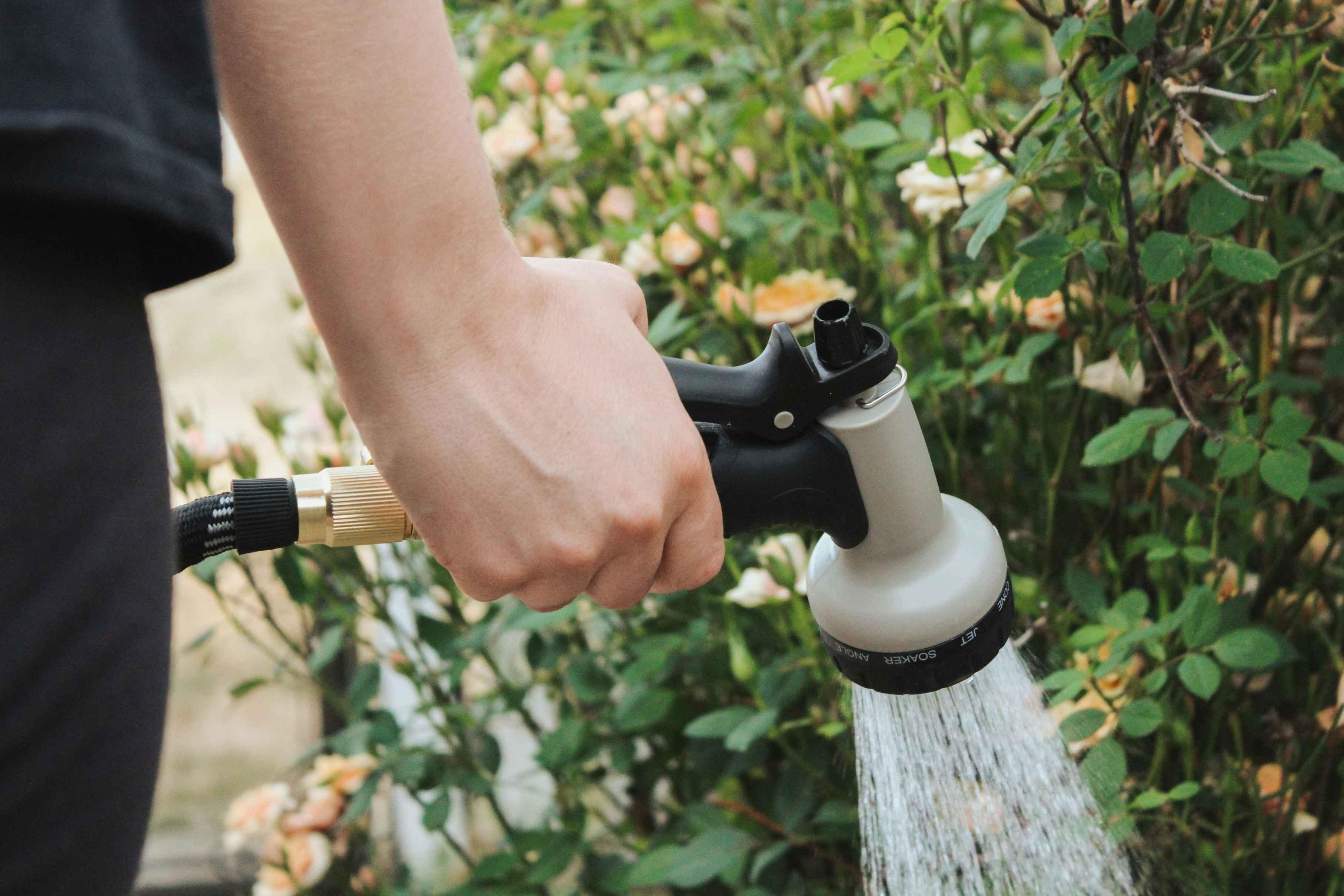 A gardener sprays water on unseen aloe vera plants and bushes in his garden to rid the garden of mealybugs.