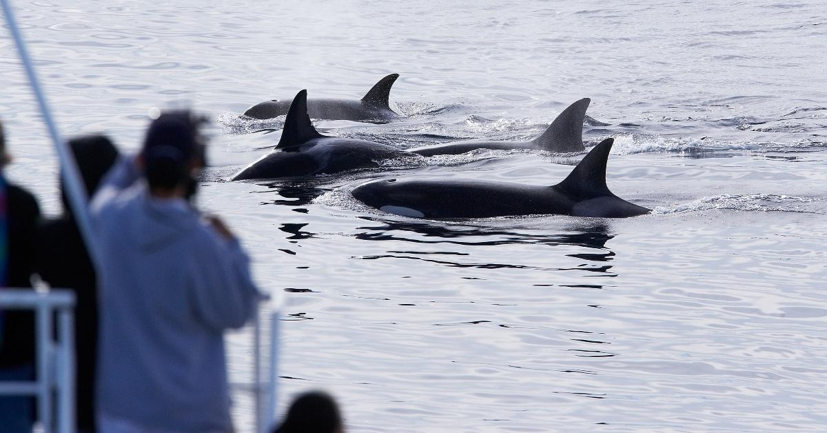 Orca whales swimming near boat.