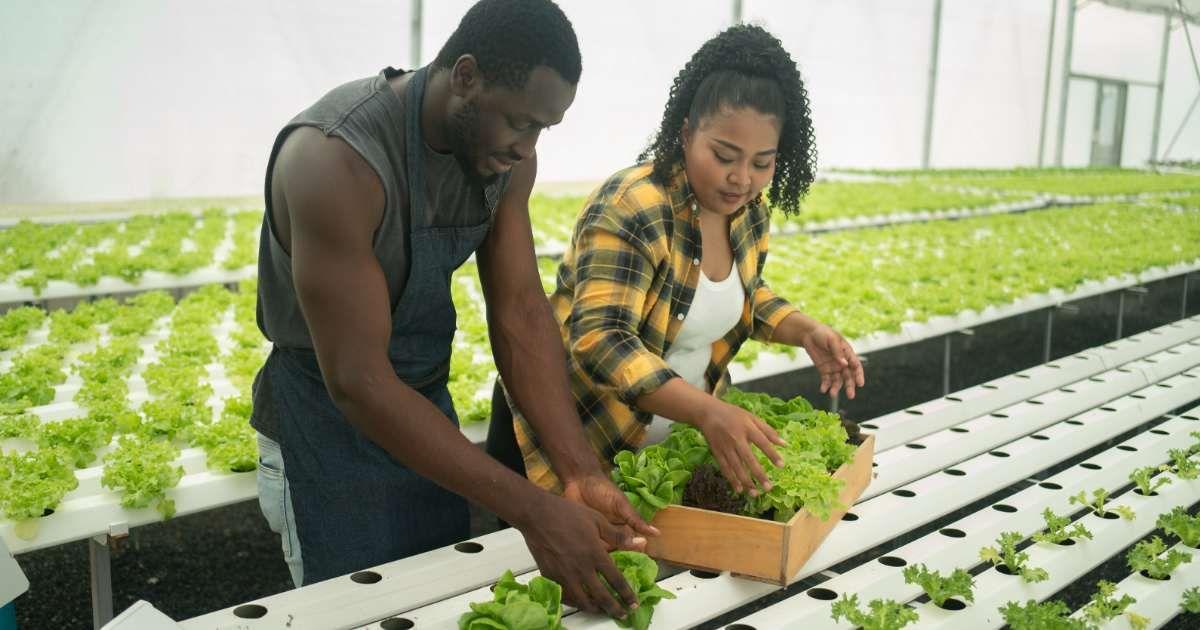 A farmer working in a hydroponic vegetable farm growing lettuce in a greenhouse. (Representative Cover Image Source: Getty Images | Me 3645 Studio)