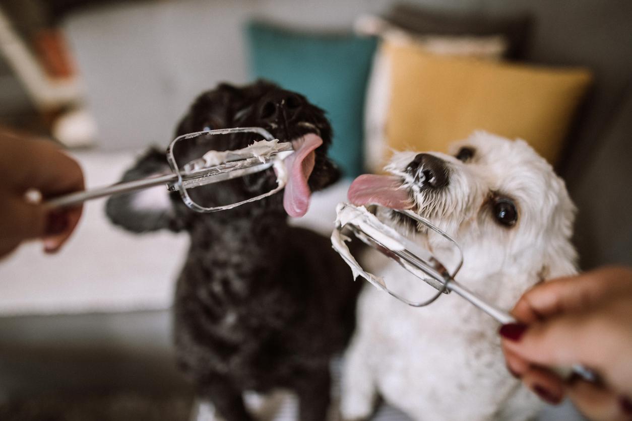 Can Dogs Have Whipped Cream? Dairy Does More Harm Than Good