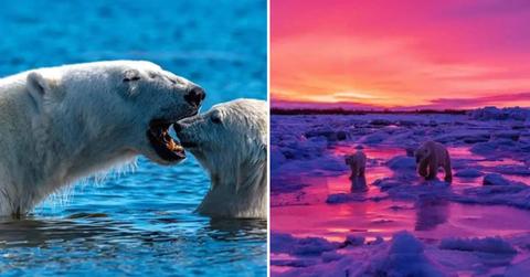 (L) Tender Teeth, (R) Purple Ice - Striking photographs Martin Gregus captured while spending 33 days with polar bears in the Canadian Arctic (Cover Image Source: Instagram | @mywildlive)