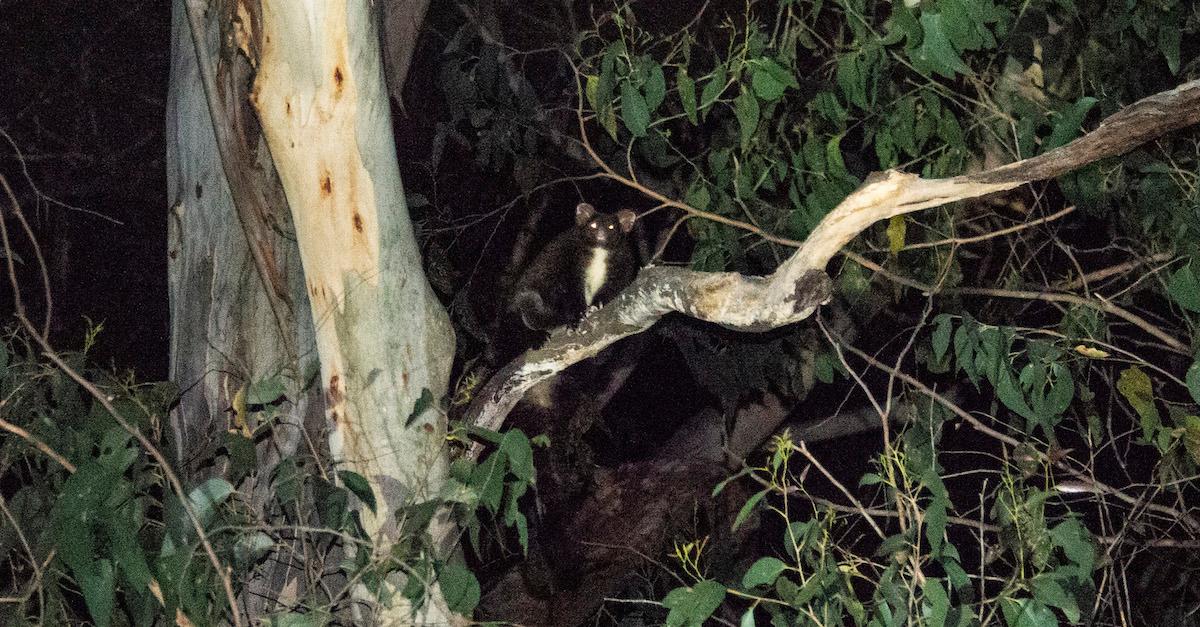Several Endangered Greater Gliders Found in Australia’s Victorian Forests