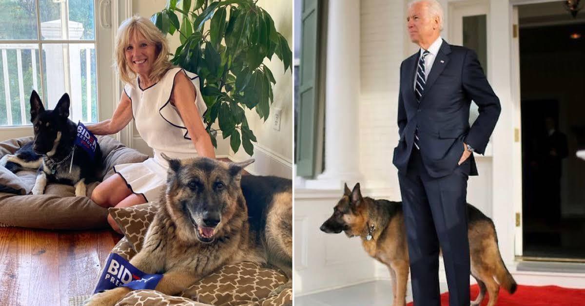 Biden's Rescue Dog Will Be the White House's First Adopted Pup