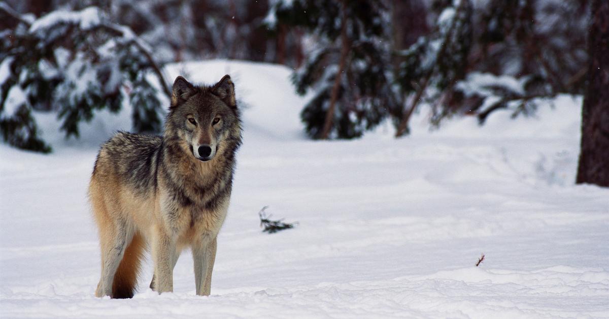 The Reintroduction of Brown Bears and Wolves to Europe Is Monumental