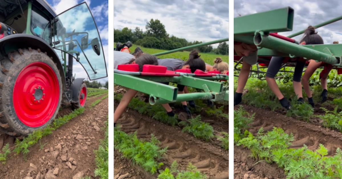 People harvesting carrots while riding a tractor