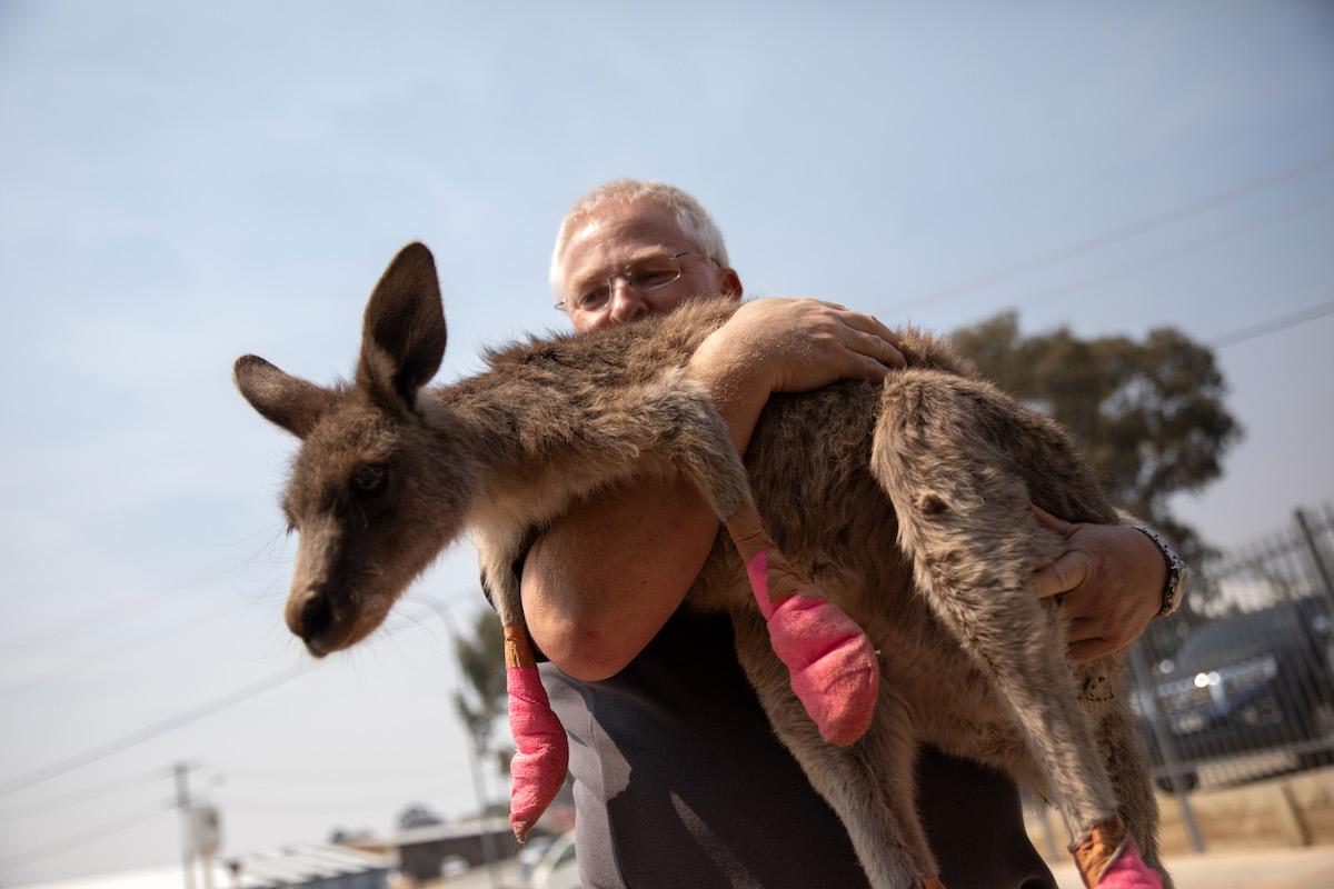 Man rescuing an injured kangaroo