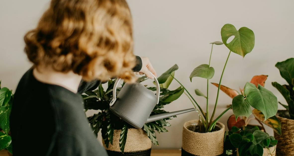 Study Identifies the Ideal Amount of Indoor Plants