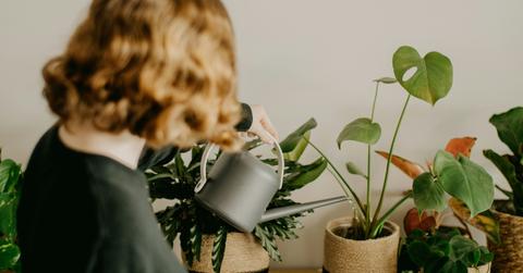 Study Identifies the Ideal Amount of Indoor Plants