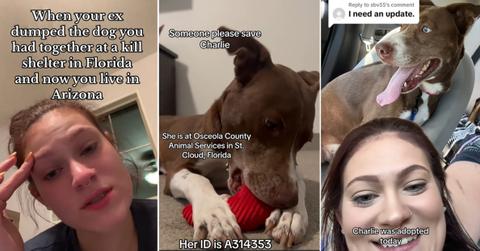 TikTok images of dog being adopted