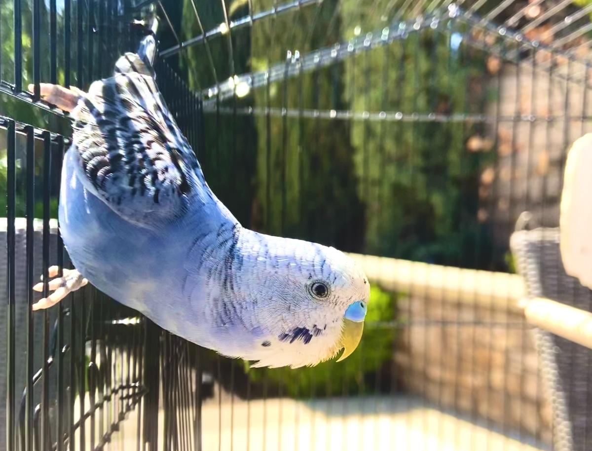 Blue parakeet stretching out upside down from cage