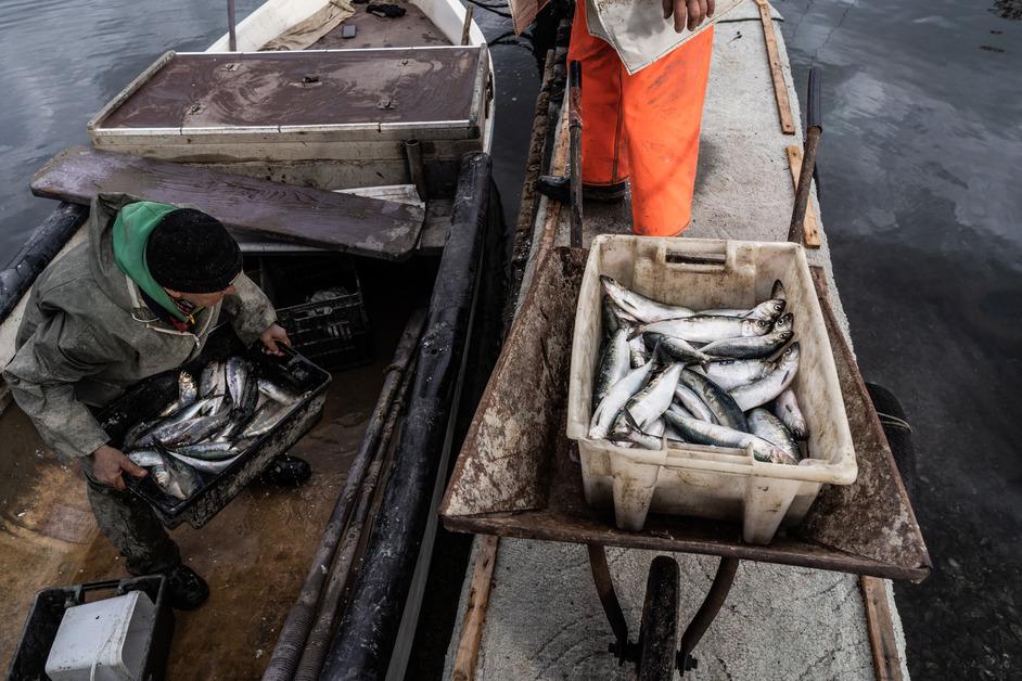 Buckets of fish