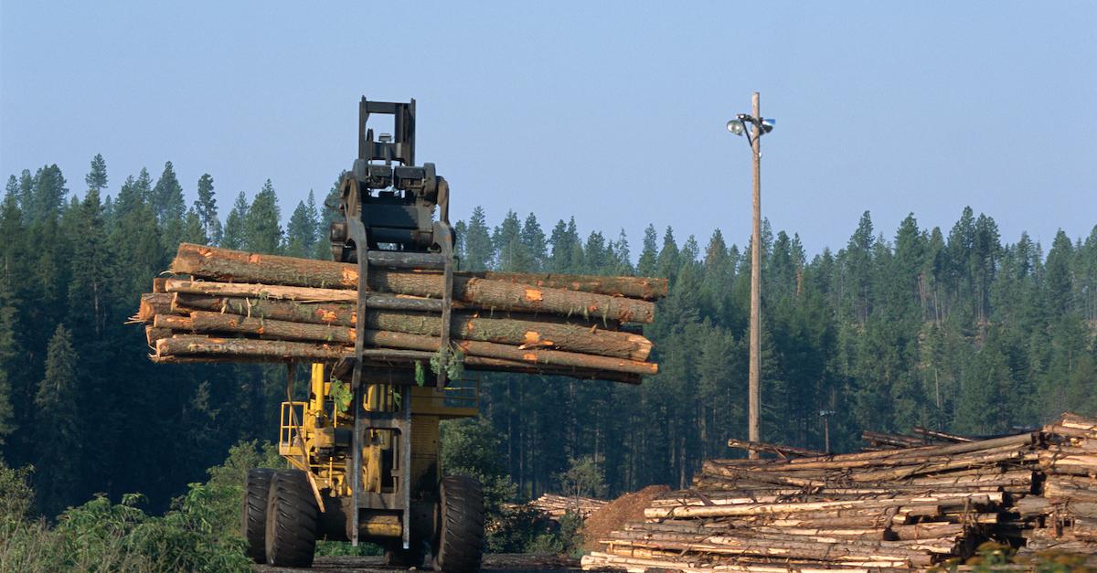 deforestation tongass