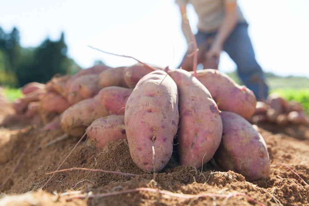 Sweet potatoes that have just been harvested. 