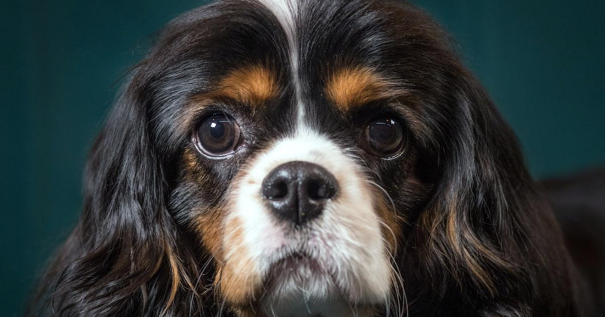 Cavalier King Charles Spaniel