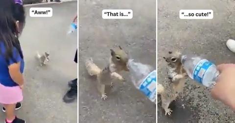 Person encounters a thirsty squirrel on the street who's begging for water (Cover Image Source: X | @susantananda3)