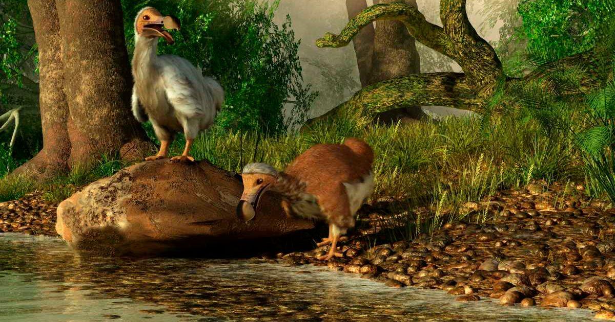 Dodo Vi Scientists Are Planning To Revive The Dodo After 400 Years — By Using ...