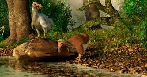Illustration of the extinct dodo bird that resided on an island in Mauritius (Representative Cover Image Source: Getty Images | Daniel Eskridge)
