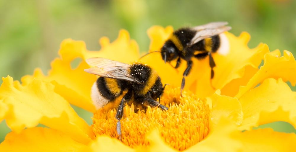 Two bees covered in pollen on a flower. 