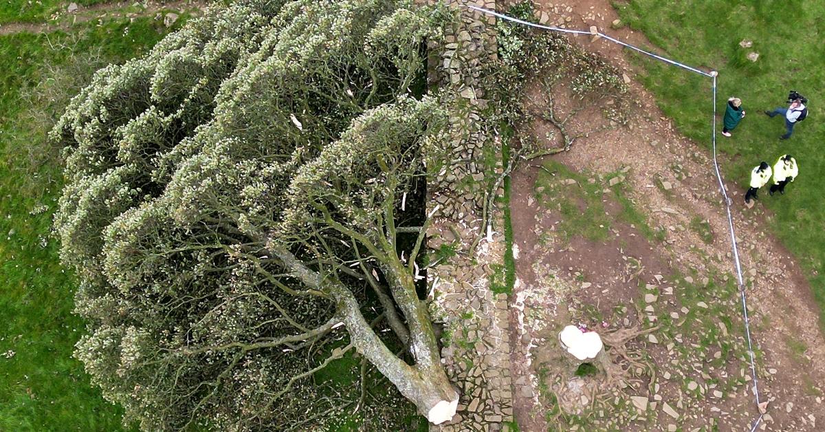 Arial photograph of the felled Sycamore Gap tree and Hadrian's Wall.