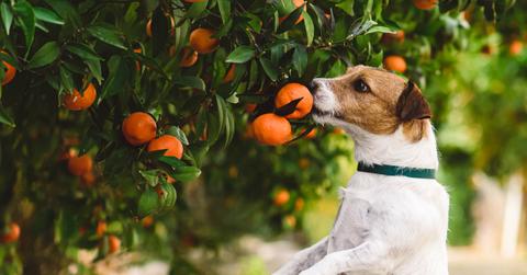 A dog picks at a citrus tree while standing on its hind legs.