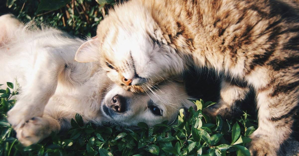 A small puppy lays on the grass while a kitten snuggles their head