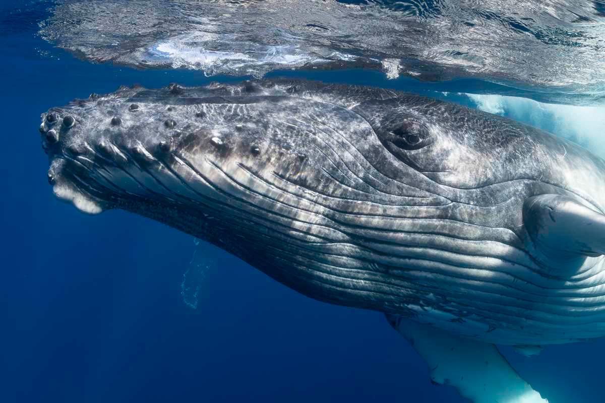 pn/bbffa c b bd bceeed