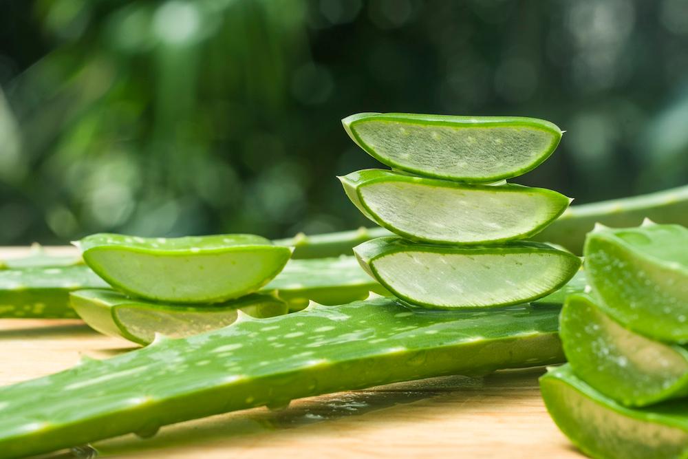 Cut and whole aloe vera stems. 