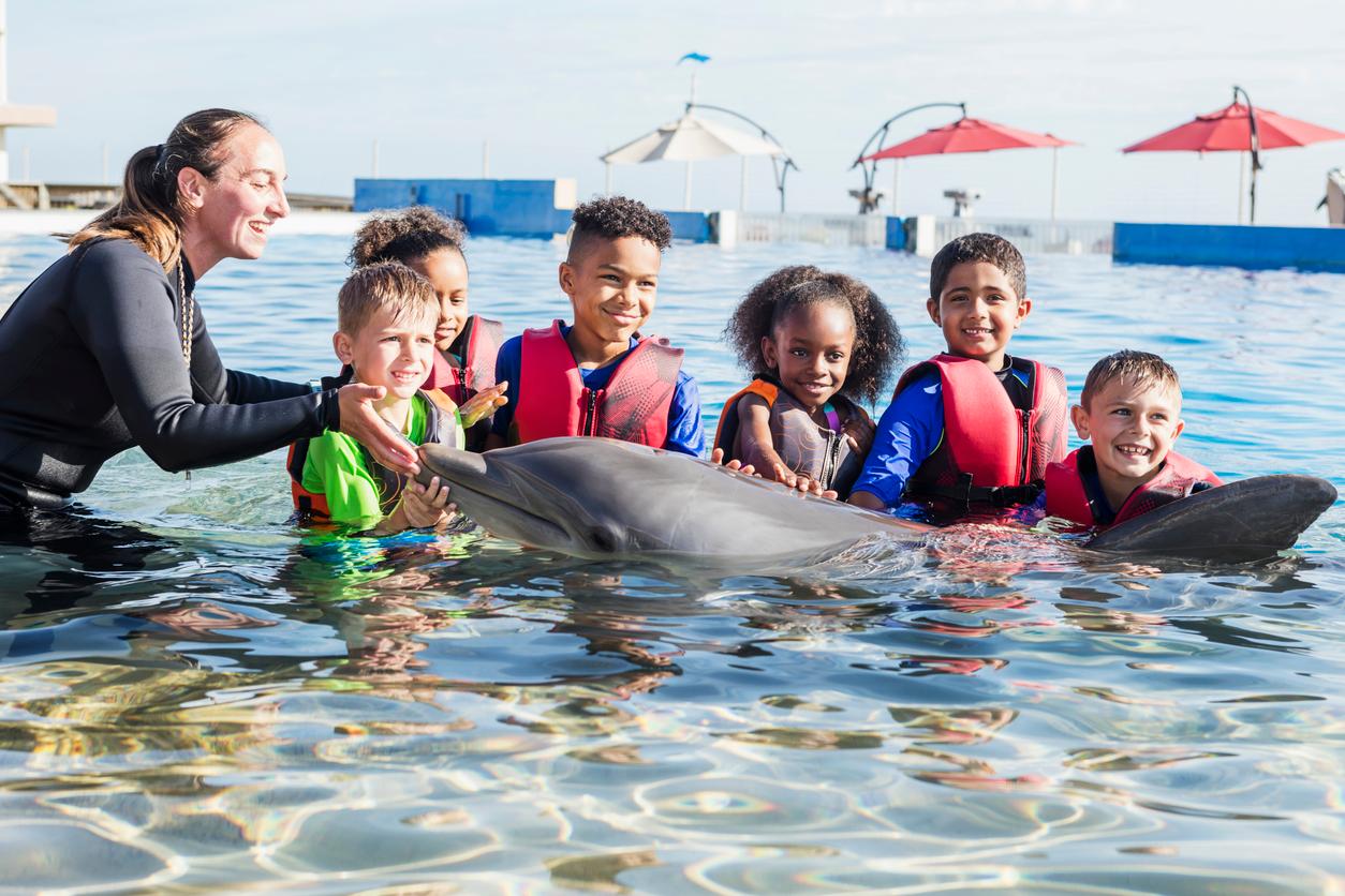 Are Dolphins Dangerous to Humans? Dolphin Encounters Pose Safety Risks