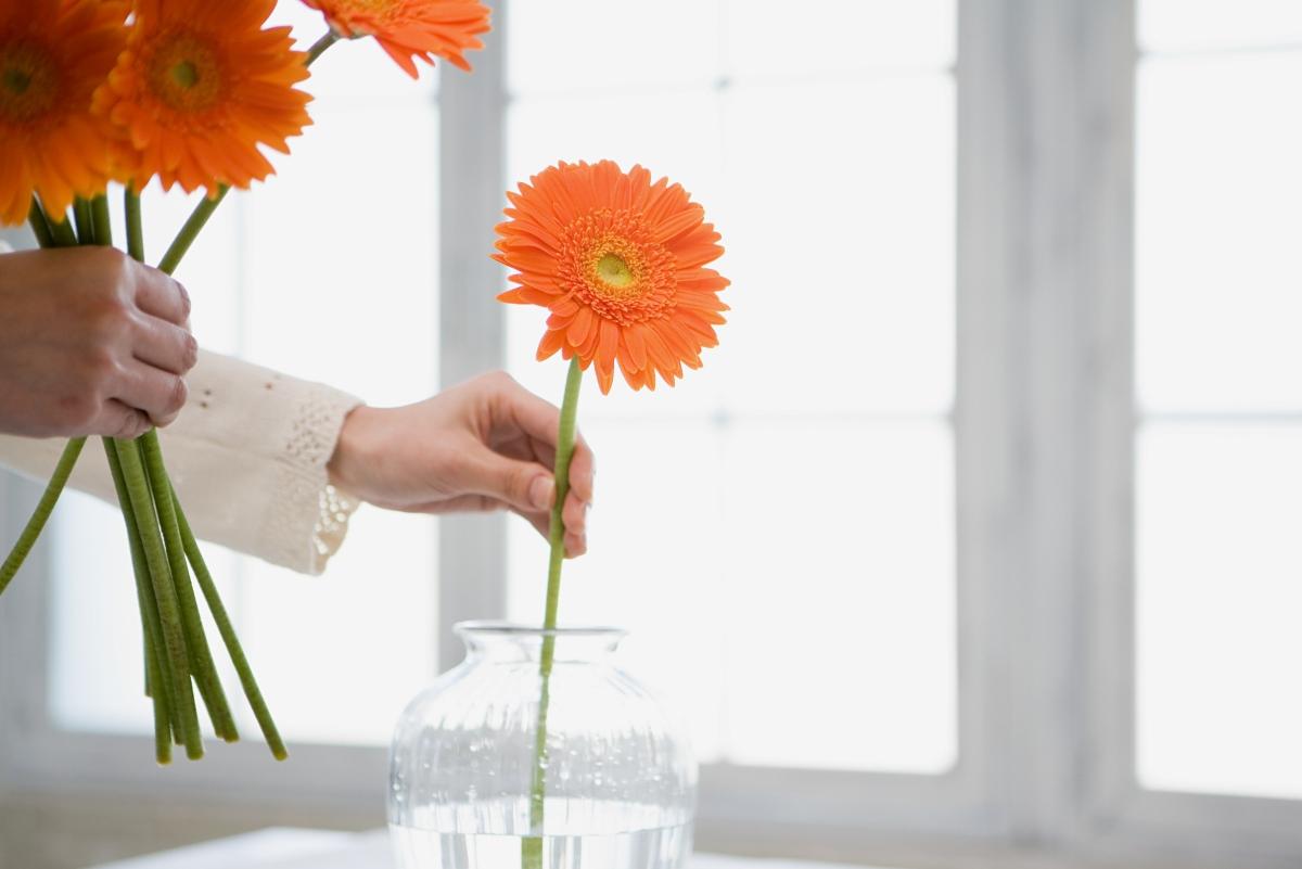 person placing orange Gerber daisies into a clear vase