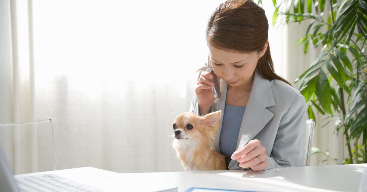 A Chihuahua on its owner's lap while she works. 