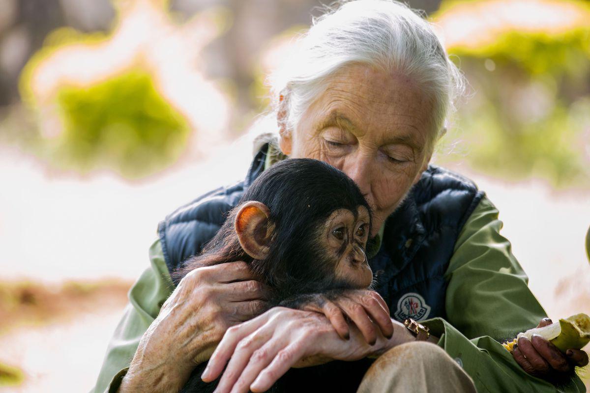 jane goodall chimp