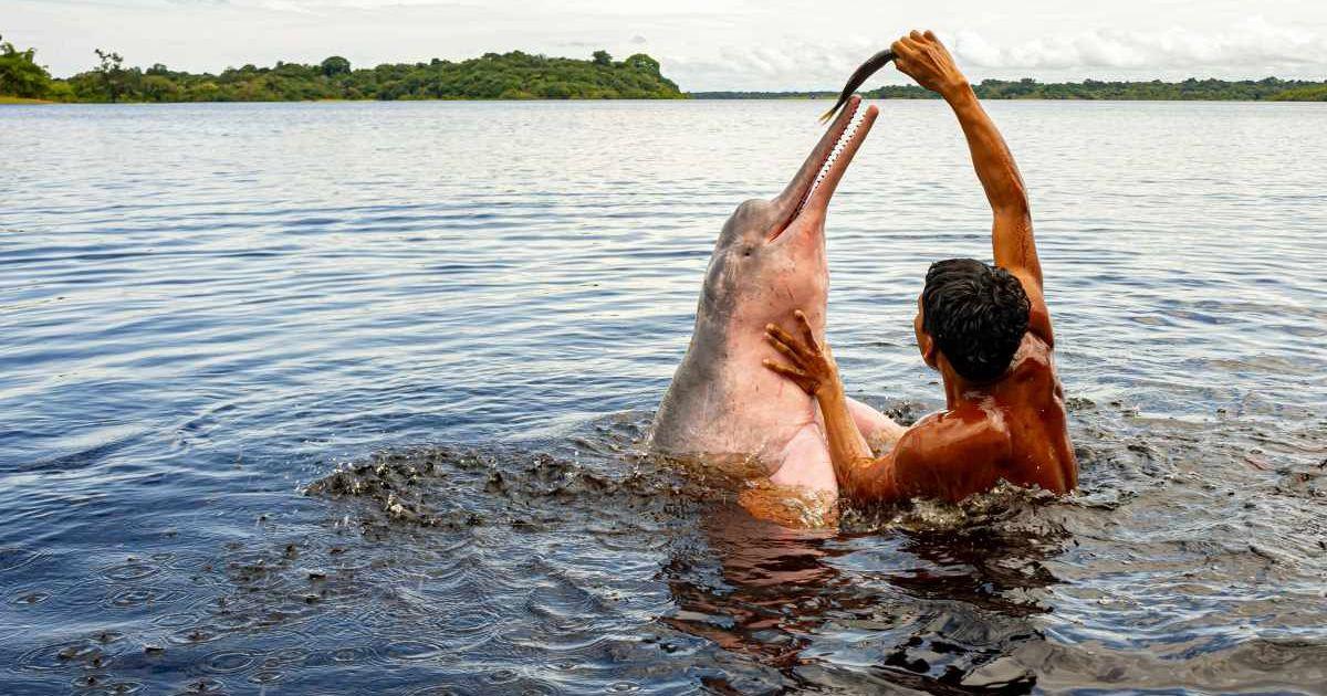A man is feeding a pink dolphin. (Representative Cover Image Source: Pexels | Lucia Barreiros Silva)