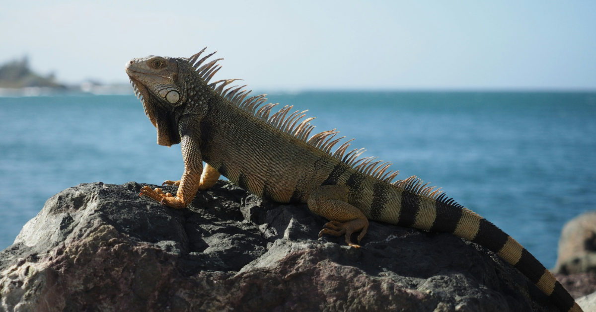 An iguana basks on a rock at the beach