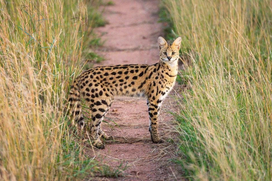 A serval cat stands in between the grass on a dirt path looking at the camera. 