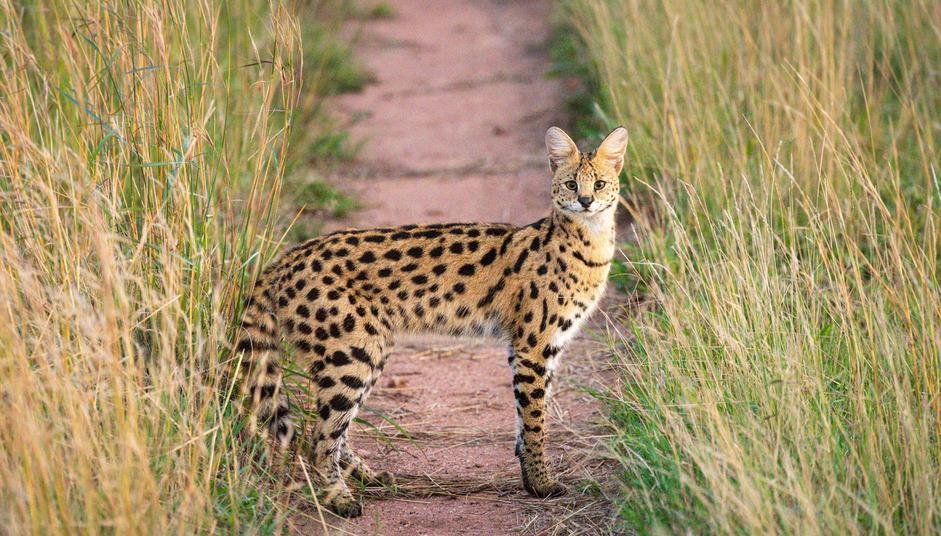 can-a-serval-cat-kill-a-human-they-re-still-wild-animals