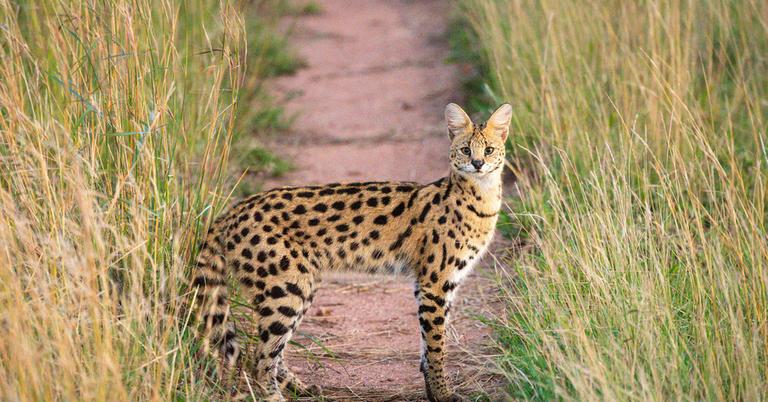 Can a Serval Cat Kill a Human? They're Still Wild Animals