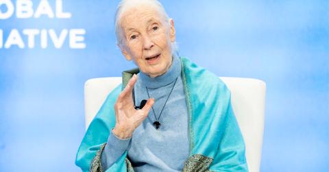 jane goodall