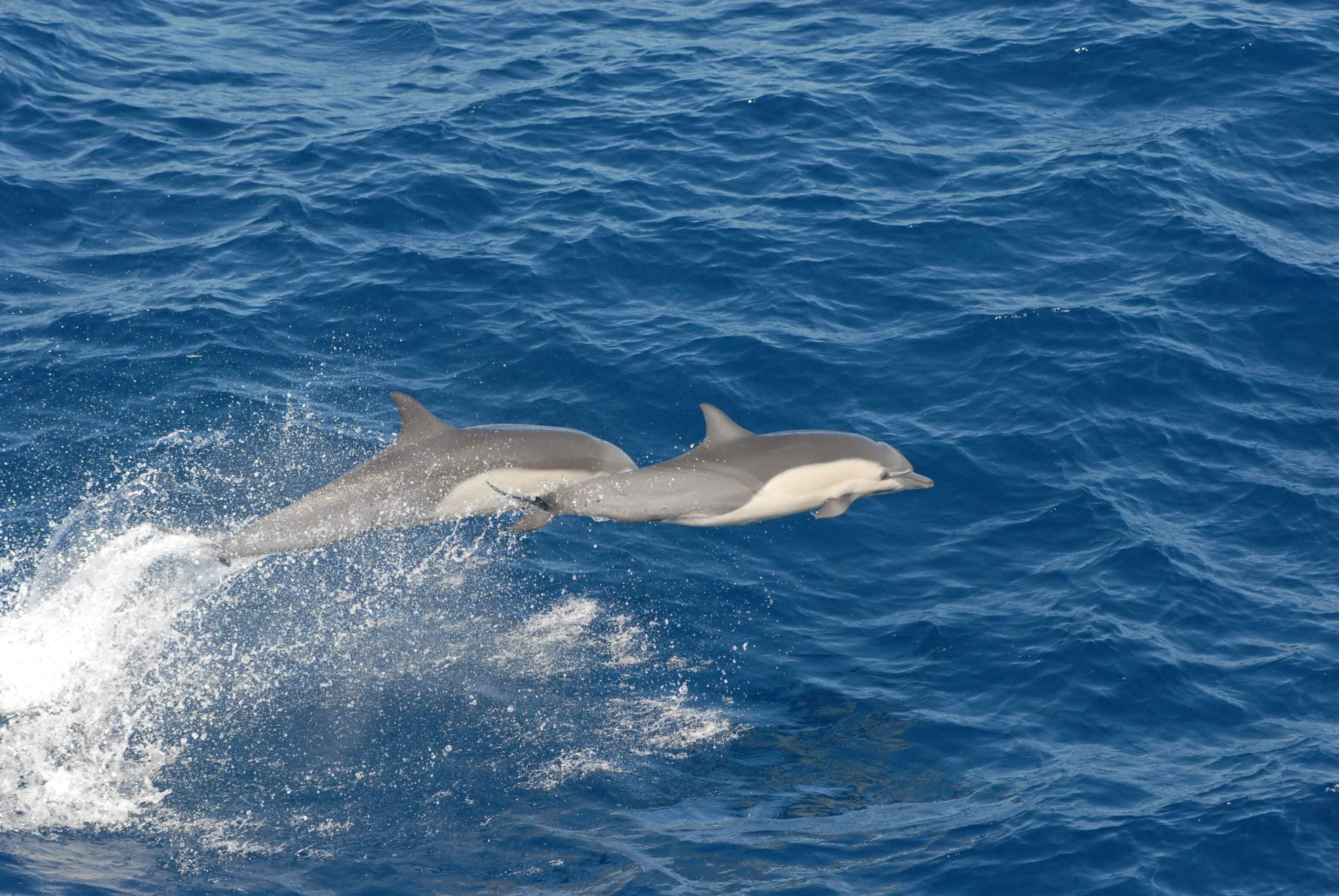 Two grey dolphins appear swimming above the sea in unison.