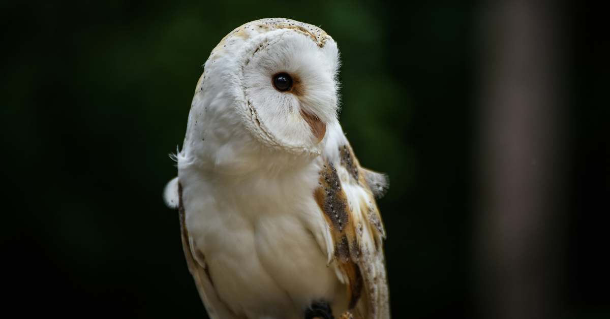 An owl looks to the side as it sits perched against a black background 