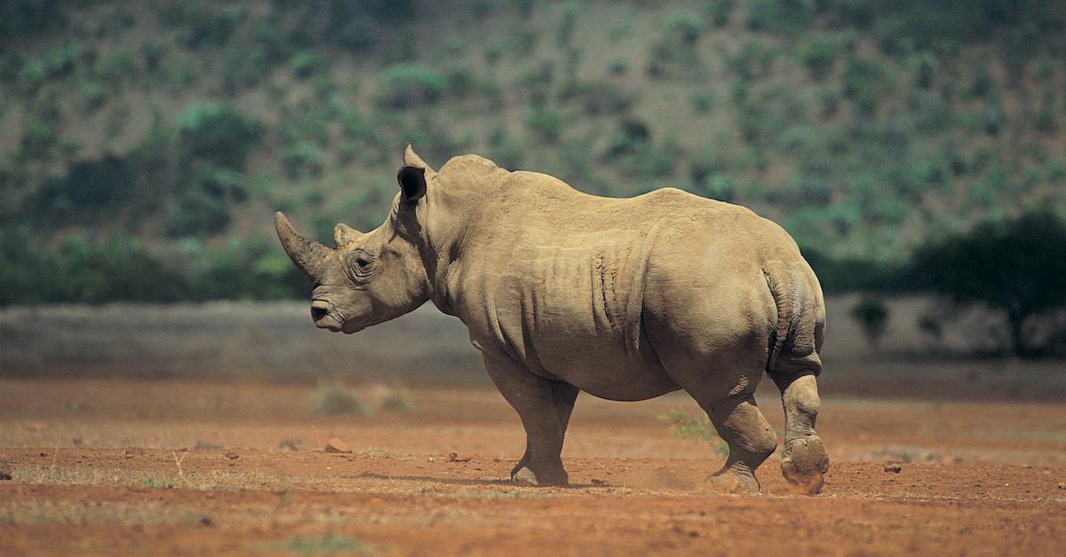 How Many White Rhinos Left?