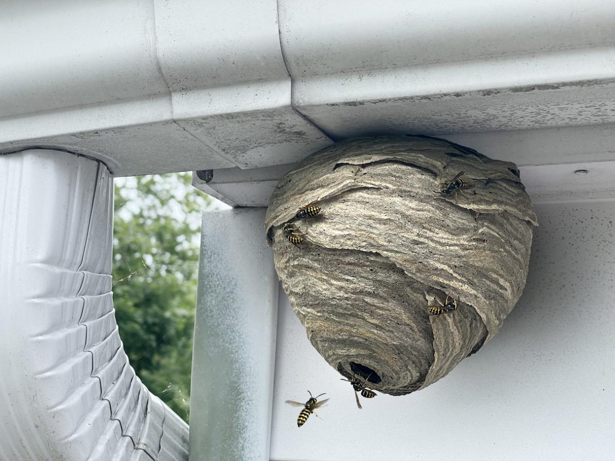 large conical wasp nest near gutter