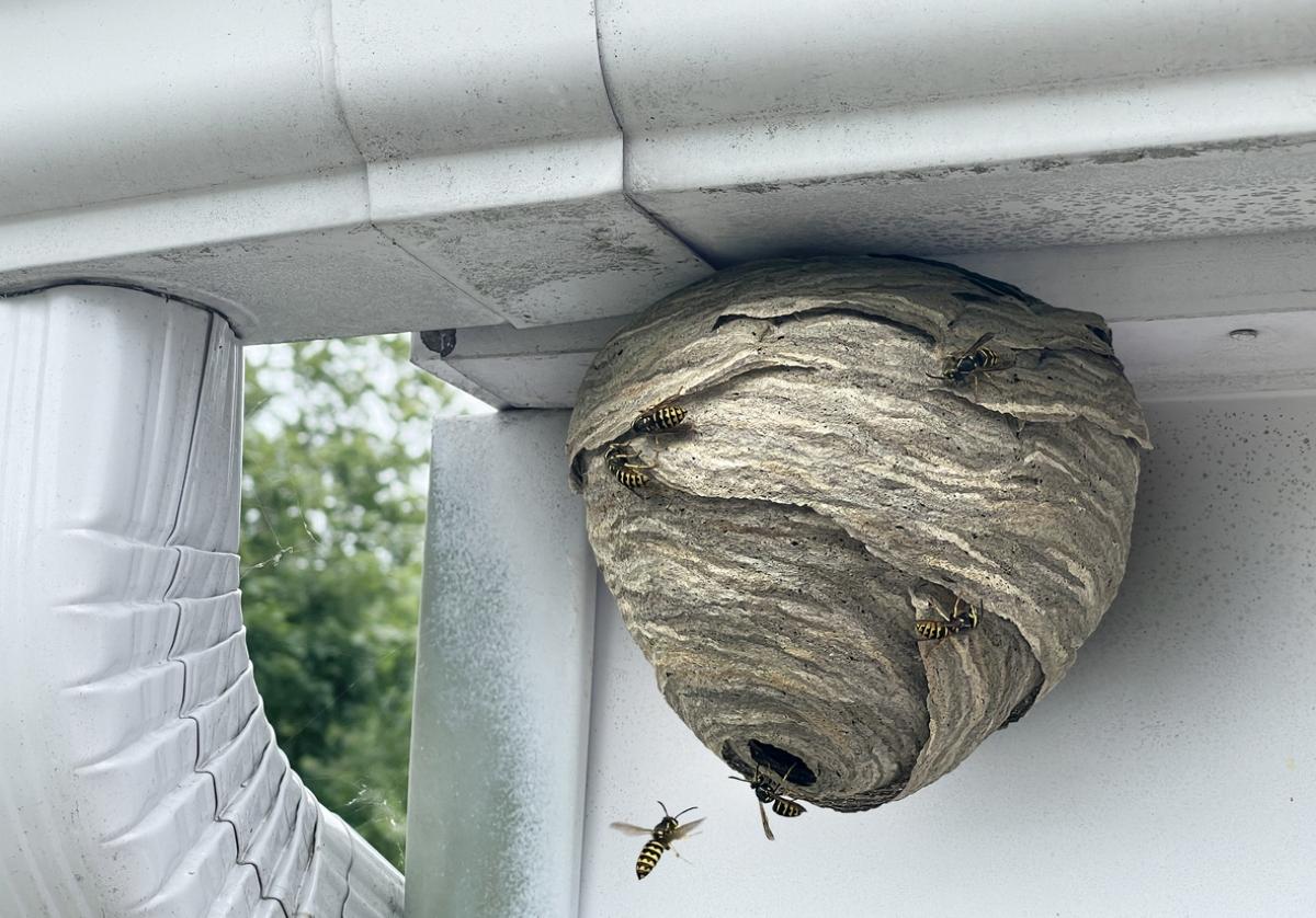 red-paper-wasp-pictures-az-animals