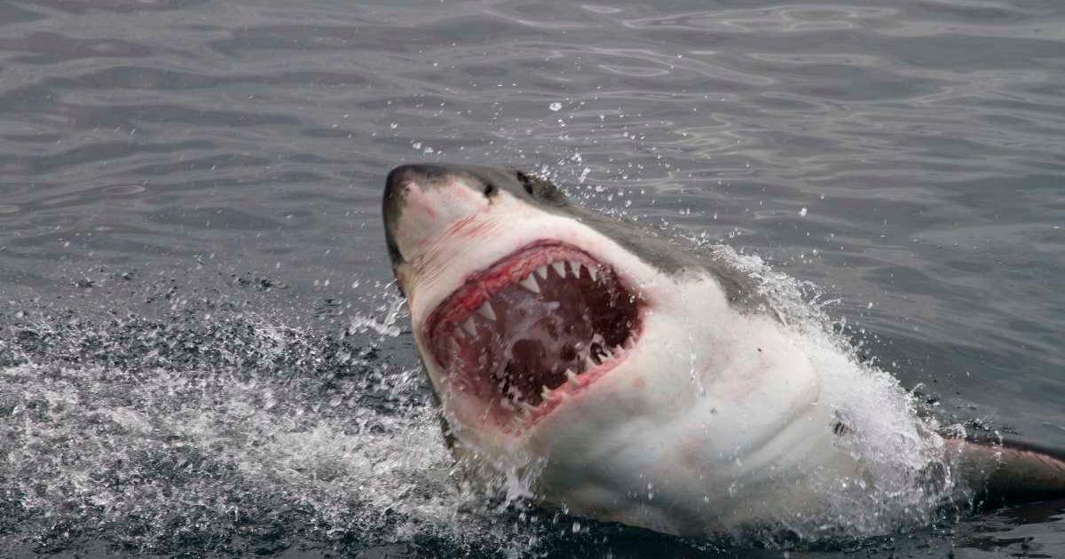 Fatal shark attacks have made a massive leap in numbers. (Representative Cover Image Source: Getty | Peter_Nile)
