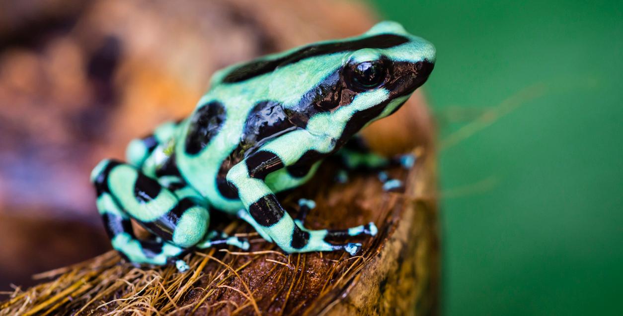 A green and black poison dart frog.