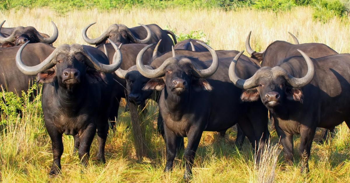 A herd of Cape buffalo stand in the grass