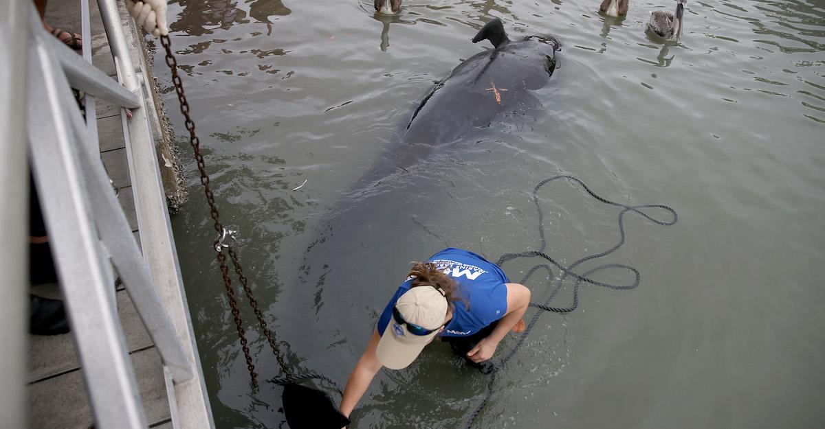 Pilot Whales Beached