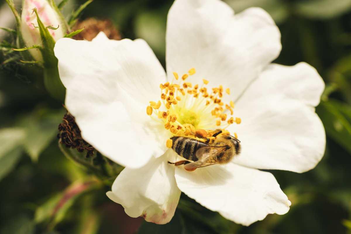 pn/dcad bb e bfa dfdcf