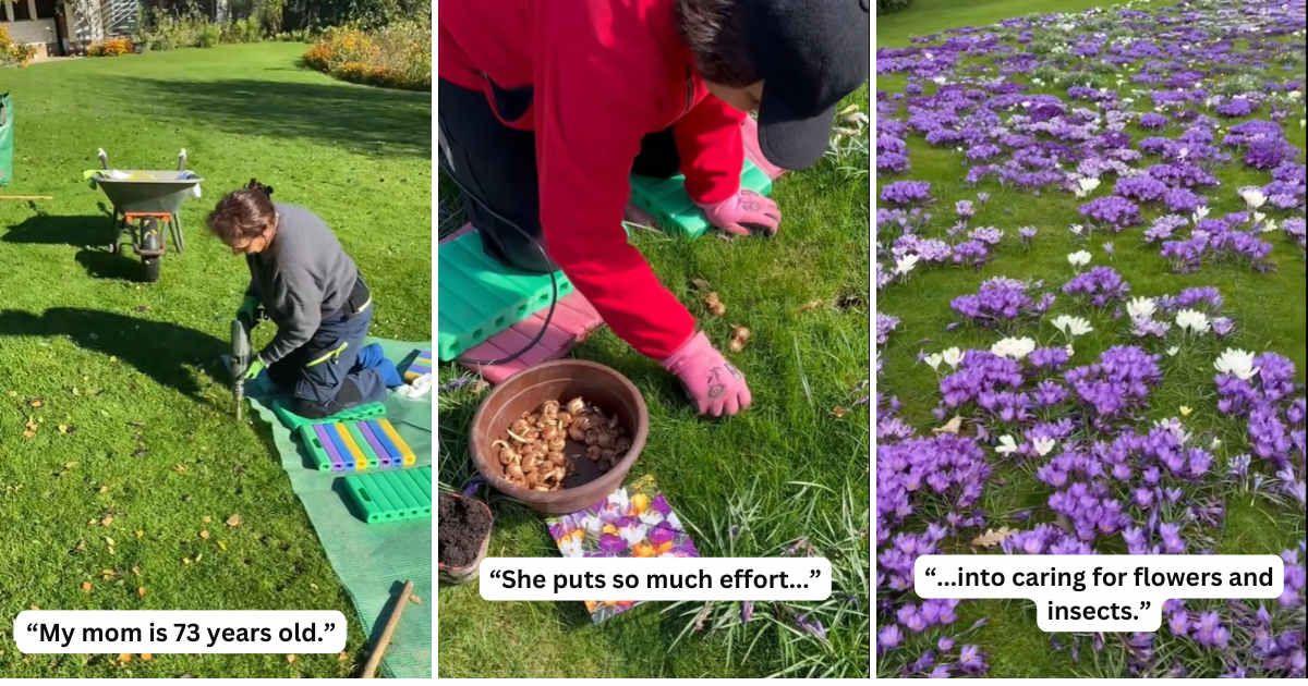 73-year-old TikTok granny reveals an unusual hack she used for planting thousands of floral bulbs in a garden (Cover Image Source: TikTok | @gardengranny0)